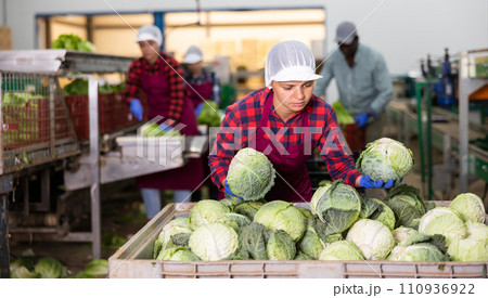 Young woman farmer inspects cabbage from crates Young woman farmer inspects cabbage from crates 110936922