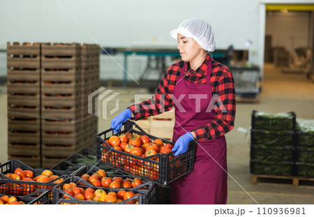 Vegetable warehouse worker stacks boxes of ripe tomatoes Vegetable warehouse worker stacks boxes of ripe tomatoes 110936981