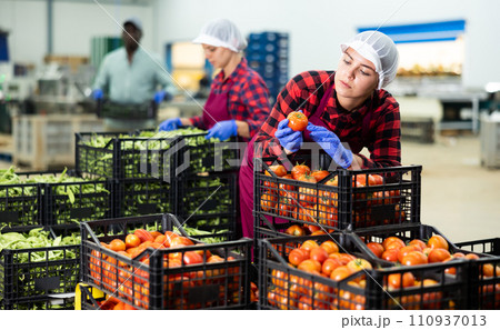 Young woman checking quality of tomatoes in warehouse Young woman checking quality of tomatoes in warehouse 110937013