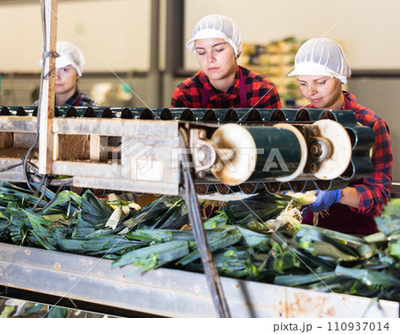 Young women farmers sort leeks 110937014