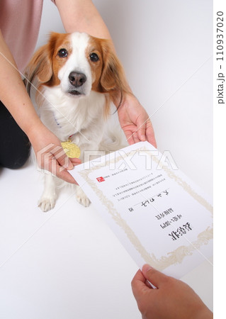 表彰状をもらう飼い主の腕の間でお座りをするコーイケルホンディエ 110937020
