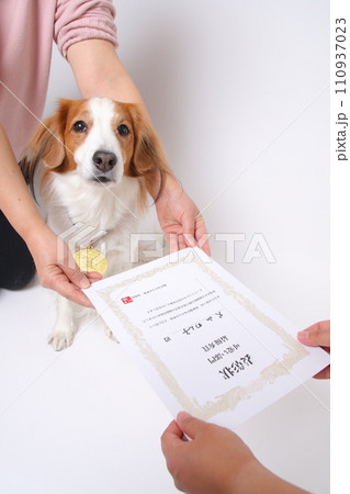 表彰状をもらう飼い主の腕の間でお座りをするコーイケルホンディエの 