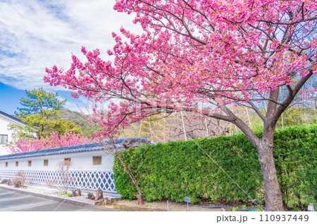(静岡県)西伊豆・土肥金山 日本一早咲きの土肥桜 (静岡県)西伊豆・土肥金山 日本一早咲きの土肥桜 110937449