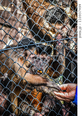 猿 親子 猿 親子 110937494