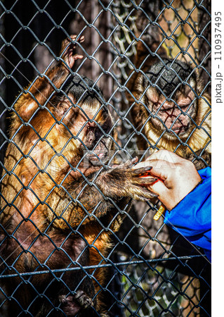 猿 ご飯の時間 猿 ご飯の時間 110937495