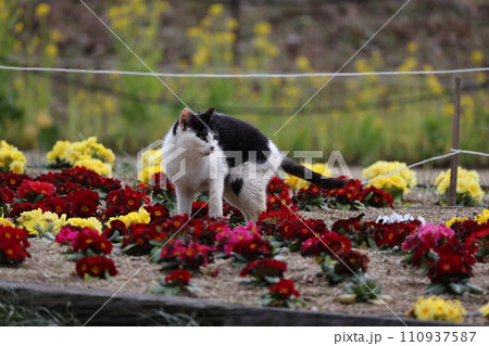 花壇を歩く1匹の白黒のノラネコ 110937587