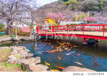 （静岡県）西伊豆・土肥金山　池の錦鯉 110937604