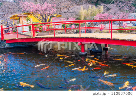 （静岡県）西伊豆・土肥金山　池の錦鯉 110937606