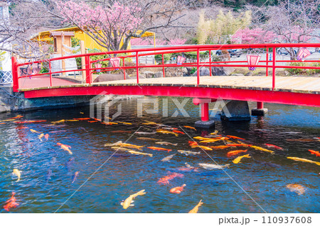 (静岡県)西伊豆・土肥金山 池の錦鯉 (静岡県)西伊豆・土肥金山 池の錦鯉 110937608