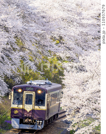 満開の桜とわたらせ渓谷鐵道の上り列車 110937679