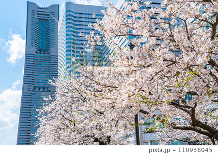 【神奈川県】満開の桜が綺麗な横浜みなとみらい 【神奈川県】満開の桜が綺麗な横浜みなとみらい 110938045