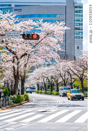 【神奈川県】満開の桜が綺麗な横浜みなとみらい 【神奈川県】満開の桜が綺麗な横浜みなとみらい 110938054