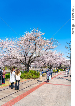 【神奈川県】満開の桜が綺麗な横浜の汽車道 【神奈川県】満開の桜が綺麗な横浜の汽車道 110938126