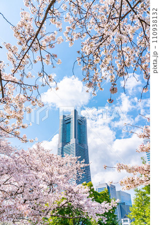 【神奈川県】満開の桜と横浜ランドマークタワー 110938132
