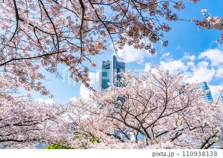 【神奈川県】満開の桜と横浜ランドマークタワー 110938138