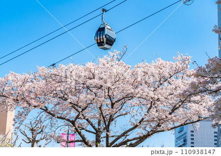 【神奈川県】満開の桜と都市型ロープウェイ 110938147