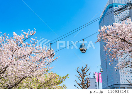 【神奈川県】満開の桜と都市型ロープウェイ 110938148
