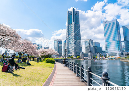 【神奈川県】満開の桜と横浜ランドマークタワー 110938150