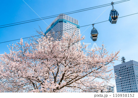 【神奈川県】満開の桜と都市型ロープウェイ 110938152