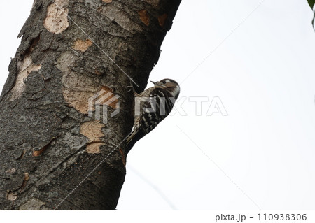 木にとまる1匹のコゲラ 110938306