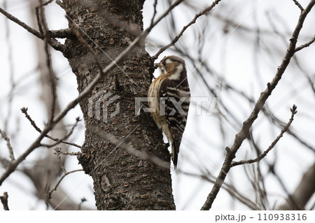 木にとまる1匹のコゲラ 110938316