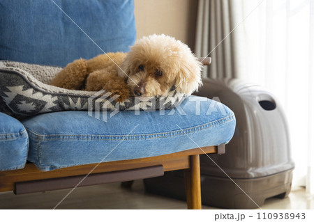 ソファでくつろぐ老犬トイプードル 110938943