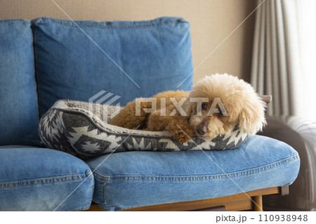 ソファでくつろぐ老犬トイプードル 110938948