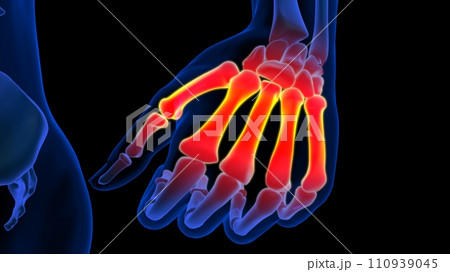 Metacarpal bone pain anatomy for medical concept 3D rendering Metacarpal bone pain anatomy for medical concept 3D rendering 110939045