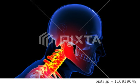 Human skeleton neck or cervical pain anatomy for medical concept 3D illustration 110939048