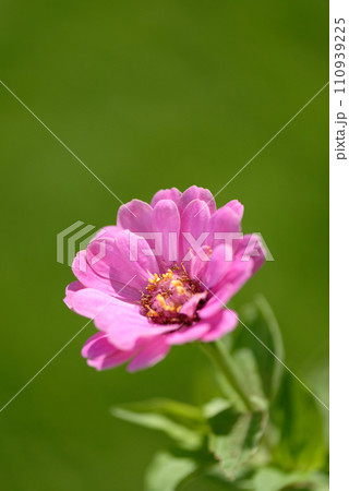 Zinnia Zinnia 110939225