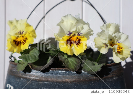 リメイク缶に植えた種から育てたフリルパンジー 110939348