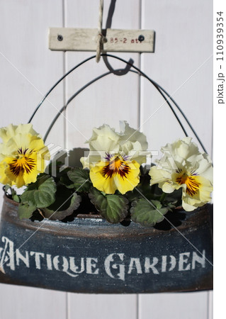 リメイク缶に植えたフリルパンジー 110939354