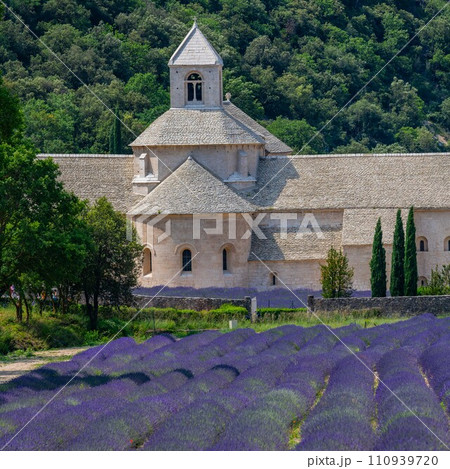 Senanque Abbey Gordes Provence Lavender fields Notre-Dame de Senanque Senanque Abbey Gordes Provence Lavender fields Notre-Dame de Senanque 110939720