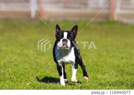 野原のドックランで可愛い笑顔で見つめるボストンテリアのマイティ君♡ 野原のドックランで可愛い笑顔で見つめるボストンテリアのマイティ君♡ 110940077