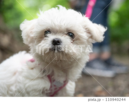 Little sweet white Maltipoo puppy baby is walking in nature Little sweet white Maltipoo puppy baby is walking in nature 110940244