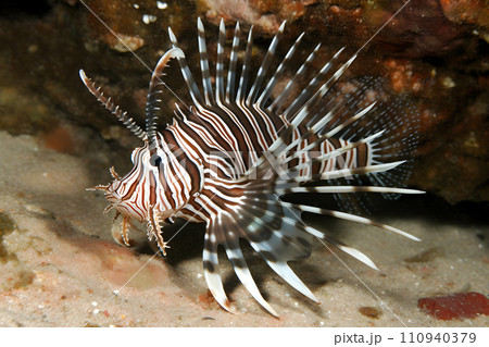 AI-generated content. Red lionfish - one of the dangerous coral reef fish. Neural network AI generated art 110940379
