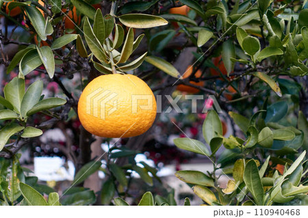 木に実ったオレンジ色のミカン 110940468
