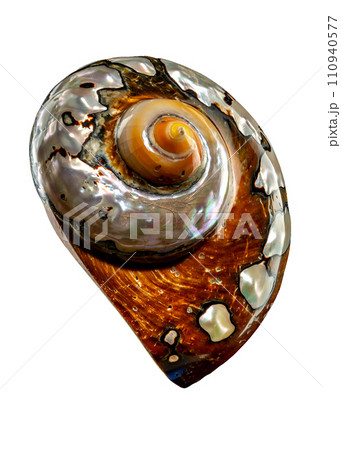 South African Turban Shell on a white background 110940577