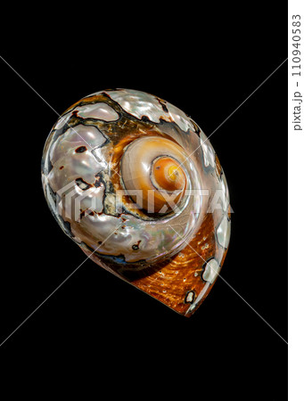 South African Turban Shell on a black background 110940583