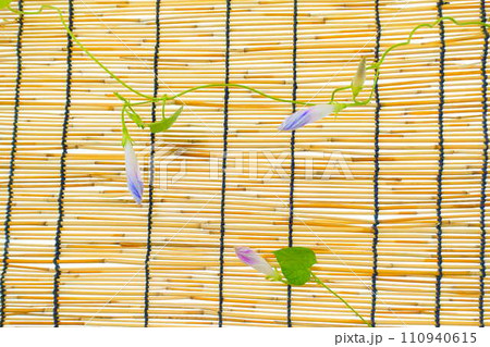 アサガオ　朝顔　あさがお　つぼみ 110940615