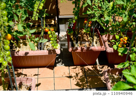 ミニトマト　プランター栽培　タイル貼りのバルコニーで趣味の家庭菜園 110940946