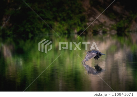 Egret flying low over water with reflection 110941071