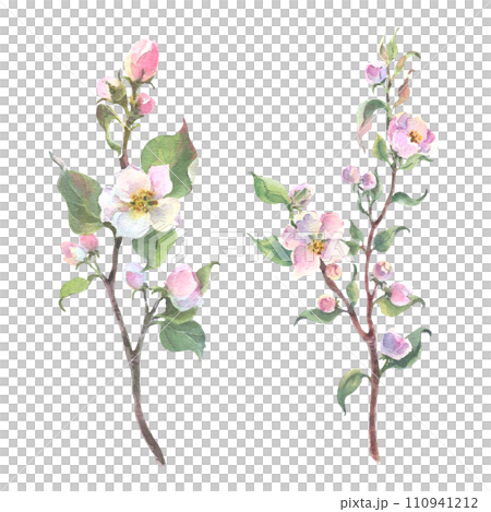 Watercolor apple tree branch and flowers, blooming tree on white background, isolated watercolor illustration. It's perfect for wedding cards and invitations, mothers day and valentines card. 110941212