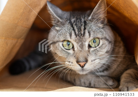 紙袋に入った猫　サバトラ猫 110941533