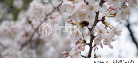 桜咲く 110941538
