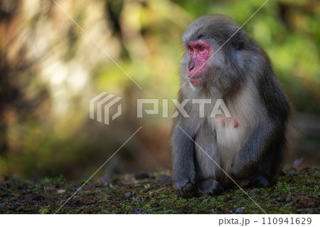 Japanese Macaque monkey Yakushima Island Japanese Macaque monkey Yakushima Island 110941629
