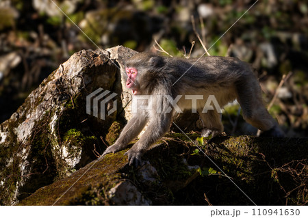 Japanese Macaque monkey Yakushima Island Japanese Macaque monkey Yakushima Island 110941630