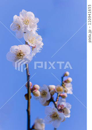 枝先に咲き始めた白梅の花 枝先に咲き始めた白梅の花 110941655