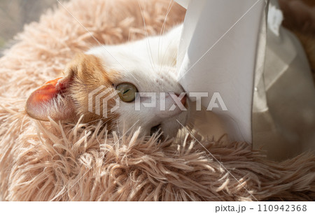 カーテンで遊ぶ猫 茶トラ白 カーテンで遊ぶ猫 茶トラ白 110942368