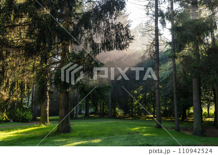 The sun's rays break through the thick canopy of trees in the dark forest The sun's rays break through the thick canopy of trees in the dark forest 110942524